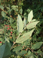 Lonicera × muendeniensis