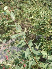 Lonicera × muendeniensis