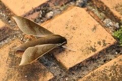 Xylophanes porcus