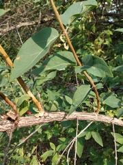 Lonicera × muendeniensis