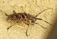 Monochamus obtusus