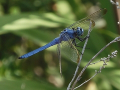 Orthetrum lineostigma