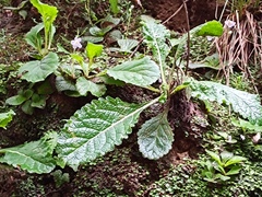 Dorcoceras hygrometricum