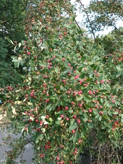 Lonicera × muendeniensis