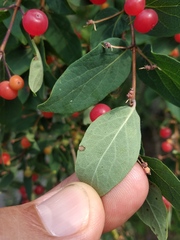 Lonicera × muendeniensis