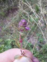 Thymus pulegioides pulegioides