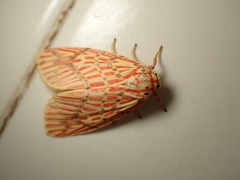Barsine striata