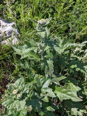 Cirsium laniflorum