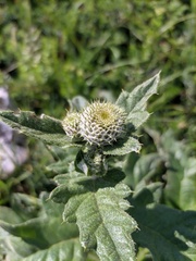 Cirsium laniflorum