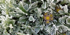 Jacobaea insubrica