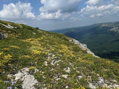 Helianthemum oelandicum orientale