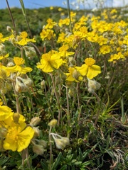 Helianthemum oelandicum orientale