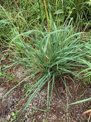 Dactylis glomerata
