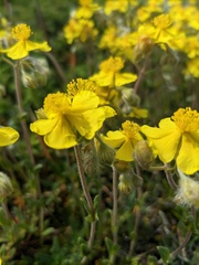 Helianthemum oelandicum orientale