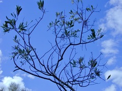 Acacia cretacea