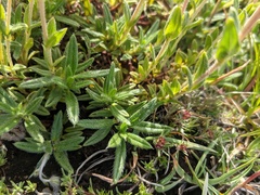 Helianthemum oelandicum orientale