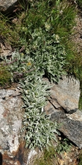 Jacobaea insubrica