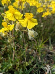 Helianthemum oelandicum orientale