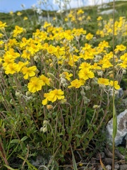 Helianthemum oelandicum orientale