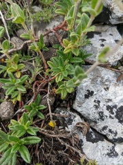Helianthemum oelandicum orientale