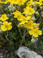 Helianthemum oelandicum orientale