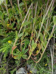 Helianthemum oelandicum orientale