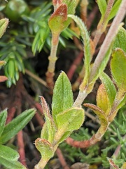 Helianthemum oelandicum orientale