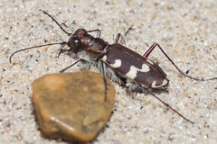 Cicindela maritima