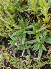 Helianthemum oelandicum orientale