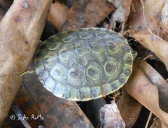 Trachemys ornata