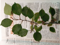 Euptelea pleiosperma