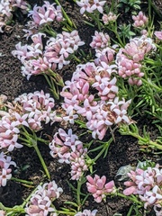Asperula supina caespitans
