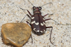 Cicindela maritima