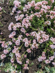 Asperula supina caespitans