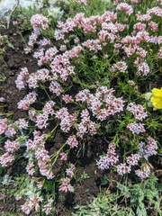 Asperula supina caespitans
