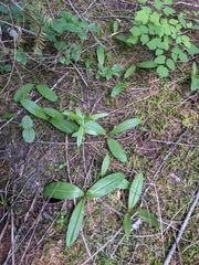 Clintonia uniflora