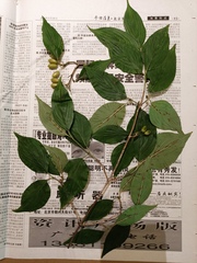 Cornus officinalis