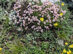 Asperula supina caespitans
