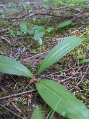 Clintonia uniflora