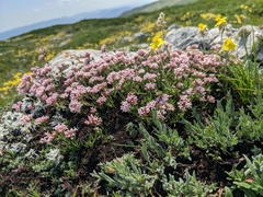 Asperula supina caespitans