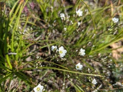 Minuartia adenotricha
