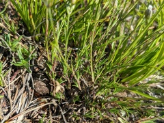 Minuartia adenotricha