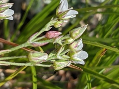 Minuartia adenotricha