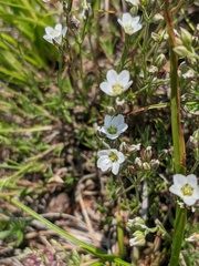 Minuartia adenotricha