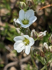 Minuartia adenotricha