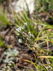 Minuartia adenotricha