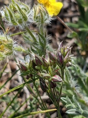 Minuartia adenotricha