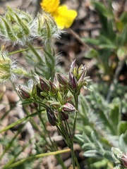 Minuartia adenotricha