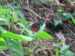 Heliconius hecale zuleika