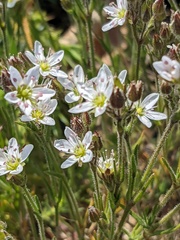 Minuartia hirsuta